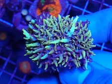 AJs Glowstick Mushroom * Live Coral Frag * AJs Aquariums
