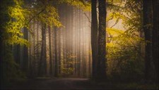 Landscape forest path fall trees mist Custom Gaming Mat Desk