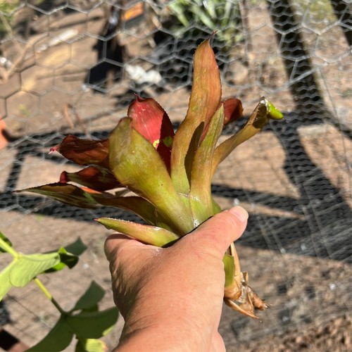 Neo DESTINY - Small / Medium Sized Grower - Bromeliad - Neoregelia. - Picture 9 of 10
