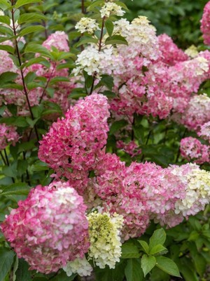 Rispenhortensie 'Fraise Melba'   | Hydrangea paniculata 'Fraise Melba'  