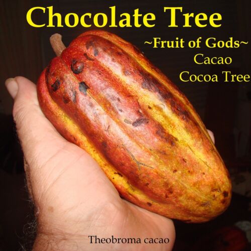 ~CACAO~ seedling Cocoa healthy Chocolate Tree Tropical Fruit small POT'D starter - Picture 3 of 11