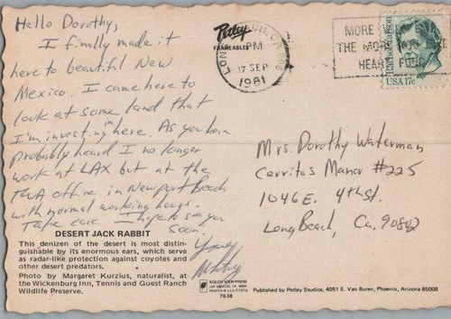 Howdy from El Paso Texas Desert Jack Rabbit Continental Postcard 1981 - Picture 2 of 2