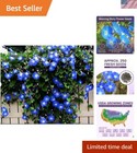 Morning Glory Seeds Heirloom Blue Climbing Vines Attracts Butterflies Humming.