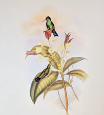 Gould BLUE-CHINNED SAPPHIRE Hummingbirds Vintage Bird Art Print Bookplate 335