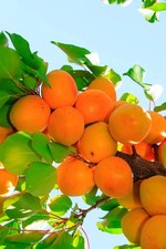 Apricot Moorpark Fruit Tree | 6ft Tree in a 7.5 Litre Pot By Direct Plants