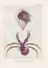 1907 HERMIT CRAB Print - Antique - Sea Life Wall Art - Ocean - 6.15 x 4.25 Inch