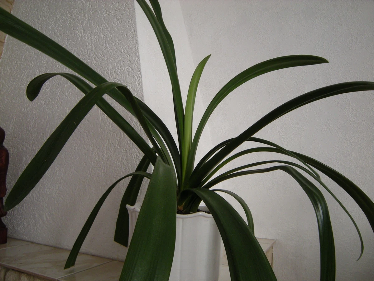 Clivia-Zimmerpflanzen online kaufen | eBay.de