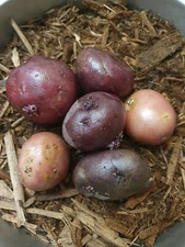 2# RED  Seed POTATOES Bulbs Tuber sproute Plant Organic READY TO GROW papa roja 