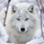 snowwolfstar