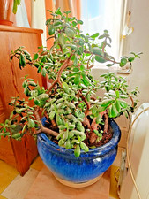 Jade Plant - Large  lucky Money plant tree/Low Maintenance & Healthy  Vibrant