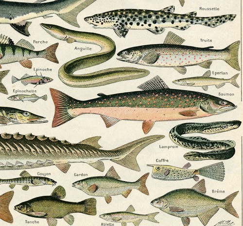 Fish Seahorse Flounder Shark Trout Sturgeon Tuna Salmon Larousse Poster Print - Picture 5 of 6