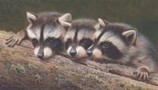 Raccoons by Andrew Hutchinson Forest Wildlife Nature Fine Art Print 17x29