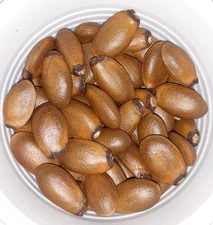 100 Soursop Seeds Graviola Nov 2025 (Annona Muricata) Guanabana Ready to Plant