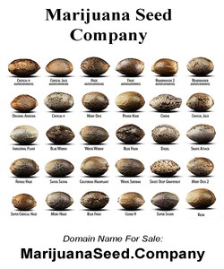 Image result for marijuana seeds