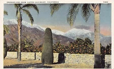 San Bernardino CA Mount Baldy Orange Citrus Grove Farm Foothill Vtg Postcard B14