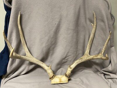 BROWN MATCHED 4x4 SET Mule Deer Euro Mount Shed Antlers Horn Elk Whitetail