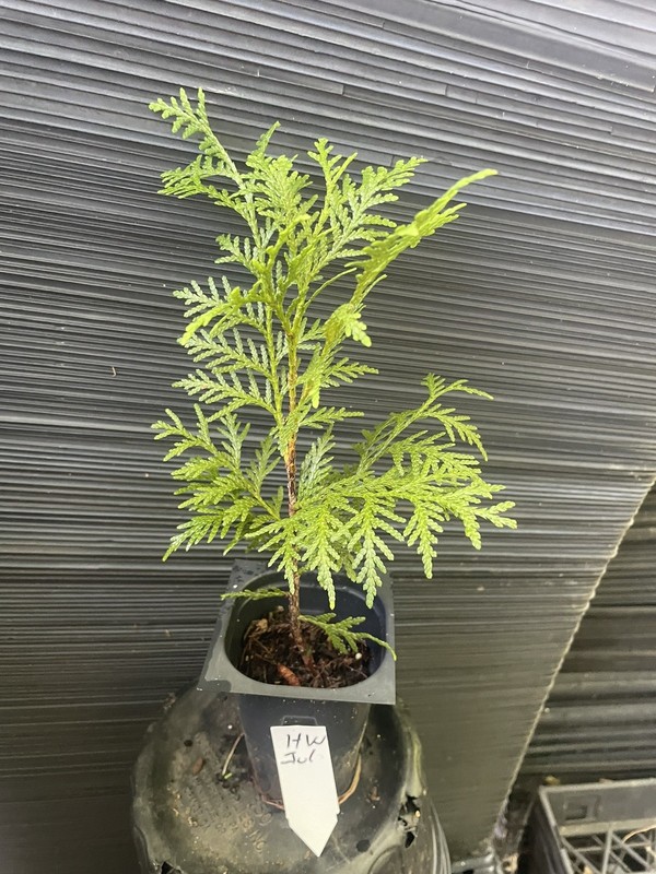 Hetz Wintergreen Arborvitae