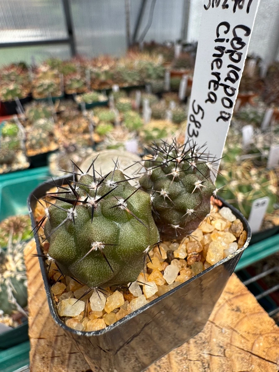 羅本製所COPIAPOA MONSTER BLACK PRINCE Cactus Copiapoa Cactis&Succulents for sale | eBay