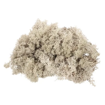 Mousse renne préservée 7.4oz, décorative beige, pour mousse artificielle - Photo 1/4