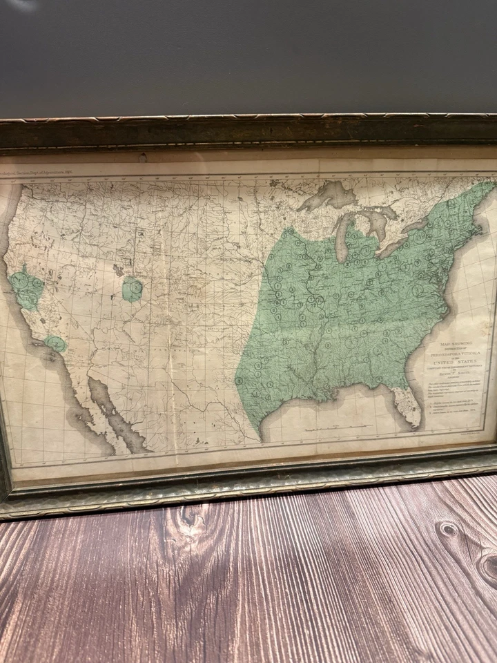 Antiguo Mapa Julio Bien 1890 - Distribución de Peronospora Viticola EE. UU. - Enmarcado Foto 2 de 4