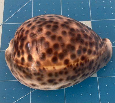 83mm Cypraea Tigris, Tiger Cowrie, Seashell Hand Picked And Washed