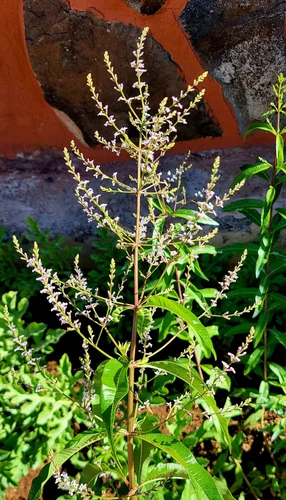 15 Seeds Aloysia Citriodora Weed Luisa - Cedron - Grass Lemon