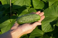 Seeds Cucumber Shadoof F1 Vegetable Rare Giant Organic Heirloom NON-GMO Ukraine