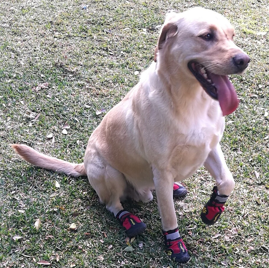 Leather nonslip dog/cat shoes/booties by PomPreece SET OF 4 eBay