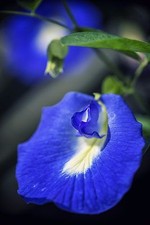 SAMEN tropische Blüten Pflanze exotische seltene Sämereien Saatgut SCHAM-BLUME