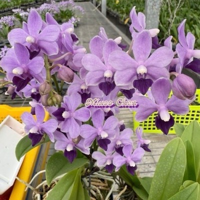 Phalaenopsis Tzu Chiang Sapphire  Deep Purple 