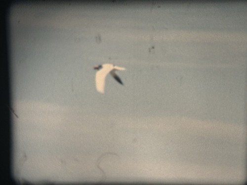 “Cape Town” (1973) Super 8mm Film Home Movie, Africa, Dance Beach Trees Zebra + - 第 23/24 張圖片