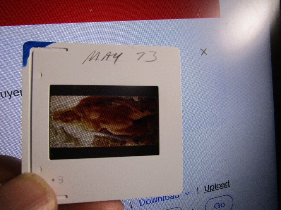 ANULKA DZIUBINSKA MAY 1973 PLAYBOY PLAYMATE 35 MM SLIDE TRANSPARENCY 2X2 | eBay