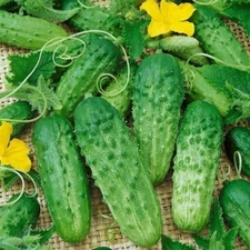 30+ Parisian Gherkin Cucumber Seeds ----- 2015 AAS Regional Winner ------ FRESH
