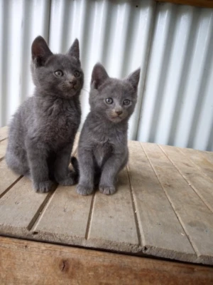 Russian Blue Kittens Cats Kittens Gumtree Australia