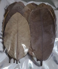 Guava Leaves, Pack of 20, for Aquarium, Betta, Shrimp, Blackwater, Leaf Litter
