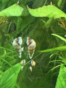 50+ LIVE Malaysian Trumpet Snails(MTS) Tank Clean-Up Crew