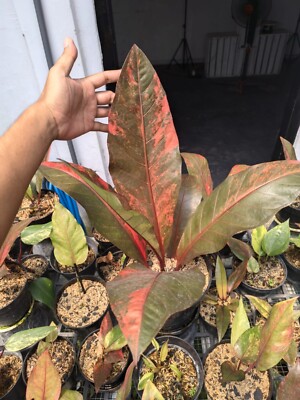 Real Picture Anthurium hokery Red Variegated Free Ptosanitary