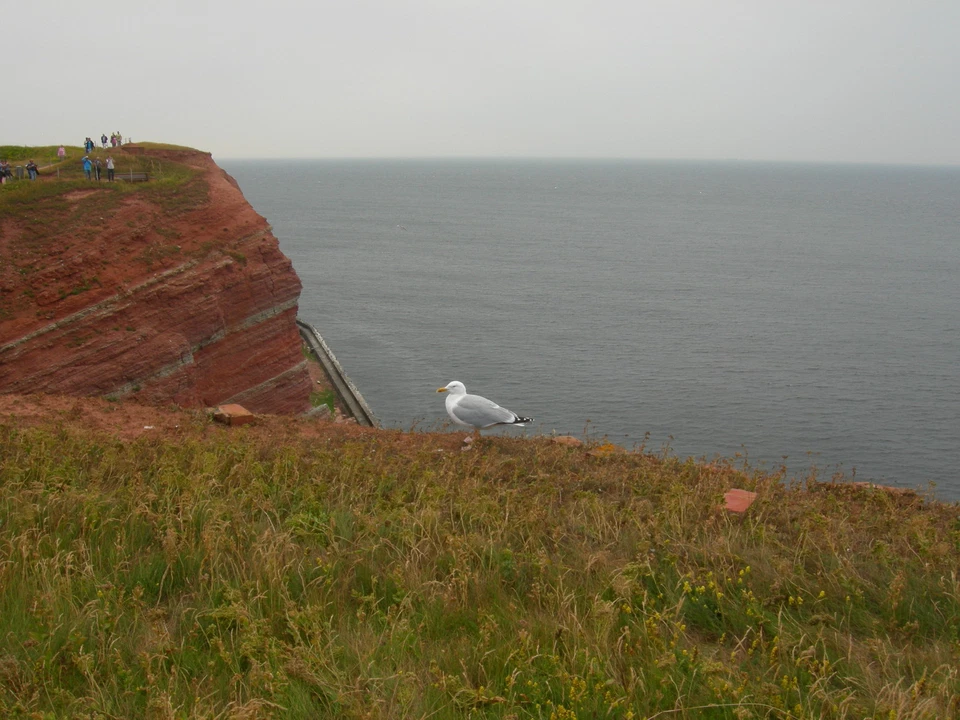 4 Schaumstoffpatrone für Hagen Fluval 404 405 Filter