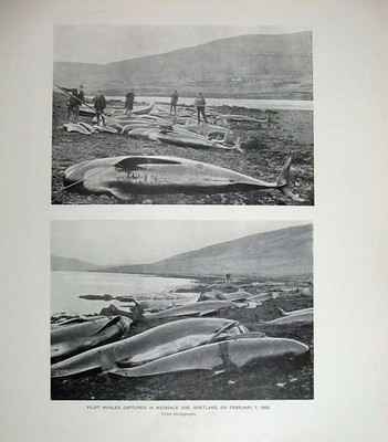 Alter Druck 1903 Säugetiere Grindwale Weisdale Voe Shetland Natur 124E120 Victori