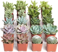Shop Succulents Assorted Succulent Plant Pack Bulk Collection - Live Mini Succul