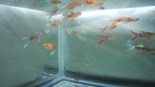 6Ppk. DOUBLE SWORD MALE SALE 6pk. Fancy Male Guppies OUR STORE COMBO SHIPS 