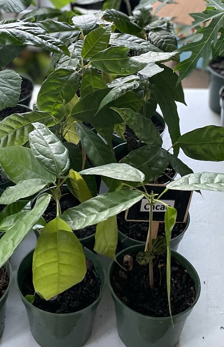 Red Theobroma Cacao Cocoa Chocolate Tropical Fruit Tree Potted