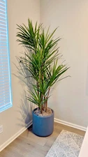 Artificial Palm in Planter – 7ft Faux Indoor Floor Plant - Home or Office Decor