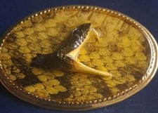 Snake Head Belt Buckle   Rare Taxidermy 