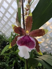 Onc Witch Jewels 'Ivory Lips' BS oncidium orchid clone. In spike VERY FRAGRANT
