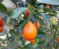 Citrus INDIO MANDARINQUAT - COLD HARDY Tree SEEDS!