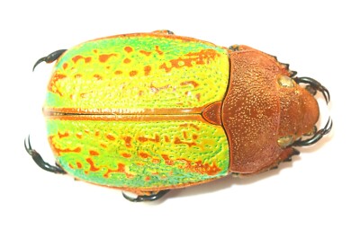 COLEOPTERA, RUTELINAE, CHRYSINA VICTORINA aus MEXIKO
