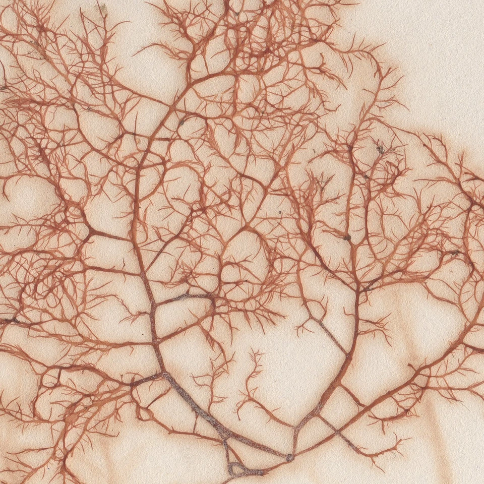 Antiguo herbario escocés de algas marinas secas de 1833 #13 Glosophobia capillaris Foto 2 de 3