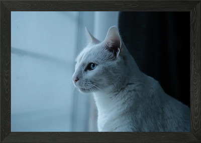 Cat Cats Feline Kitty Framed Wall Art Poster Canvas Print Picture