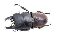Lucanidae, Serrognathus (Dorcus) taurus moinieri, A2, 55+ mm, XL, Palawan